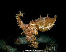 Blue-ringed octopus by Magali Marquez 